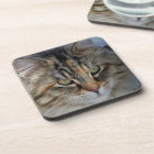 Maine Coon cat Potrait