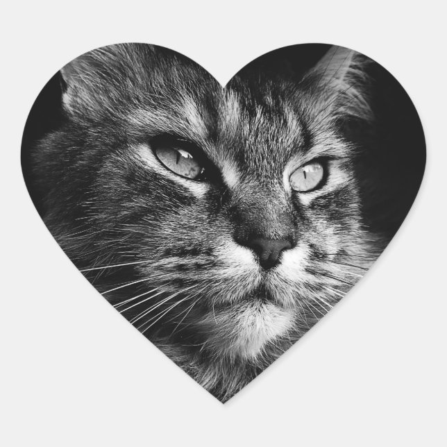 Maine Coon Cat stickers (Front)