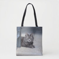 Maine Coon Cat