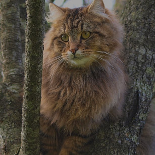 Maine Coon Cat Christmas Tree Decorations Ornaments Zazzle Co Nz