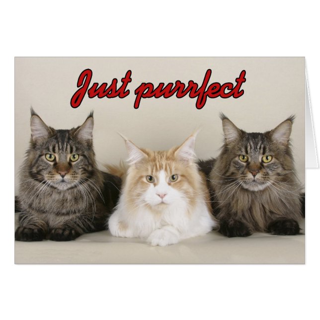 Maine Coon Cats (Front Horizontal)