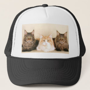 Maine coon Cats Cap