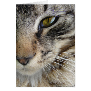 Maine Coon Cat's Eye