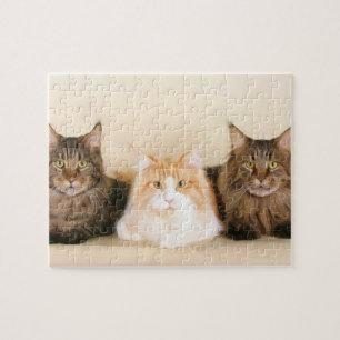 Maine Coon Cats Jigsaw Puzzle