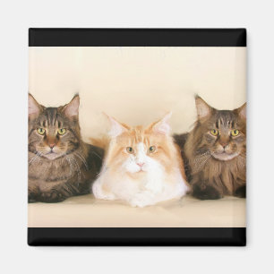 Maine coon Cats Magnet