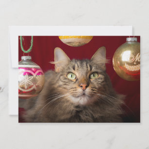 Maine Coon Christmas Cat Holiday Card