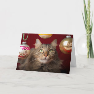 Maine Coon Christmas Cat Holiday Card