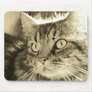 Maine Coon Face 2 Mouse Pad