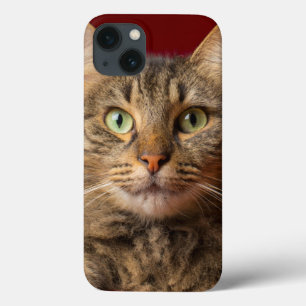 Maine Coon for Christmas with collector iPhone 13 Case
