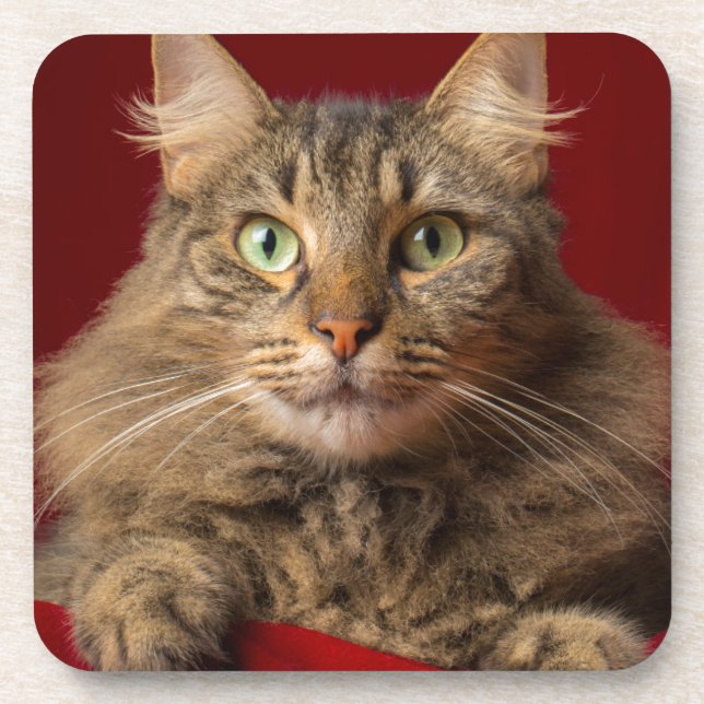 Maine Coon for Christmas with collector Coaster (Front)