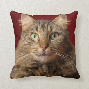 Maine Coon for Christmas with collector Cushion