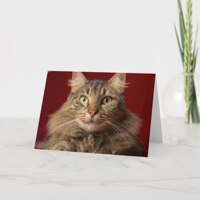 Maine Coon for Christmas with collector Holiday Card (Front)