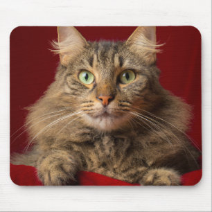 Maine Coon for Christmas with collector Mouse Pad