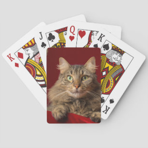 Maine Coon for Christmas with collector Playing Cards