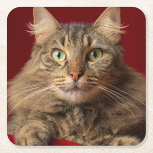Maine Coon for Christmas with collector Square Paper Coaster