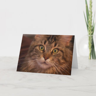 Maine Coon greeting card