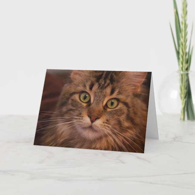 Maine Coon greeting card (Front)