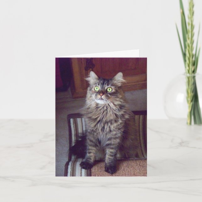 Maine coon Greetings (blank) Card (Front)