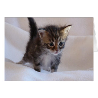 Maine Coon Kitten card