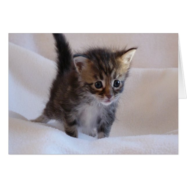 Maine Coon Kitten card (Front Horizontal)