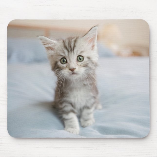 Maine Coon Kitten Mouse Pad (Front)