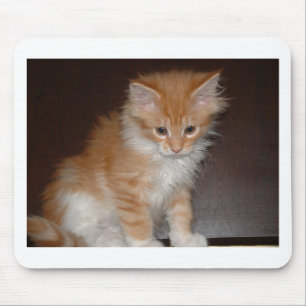 maine coon kitten.png mouse pad