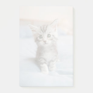 Maine Coon Kitten Post-it Notes