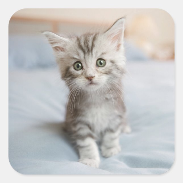 Maine Coon Kitten Square Sticker (Front)