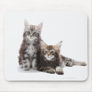 Maine Coon Kittens Mouse Pad