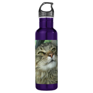 Maine Coon kitty 710 Ml Water Bottle