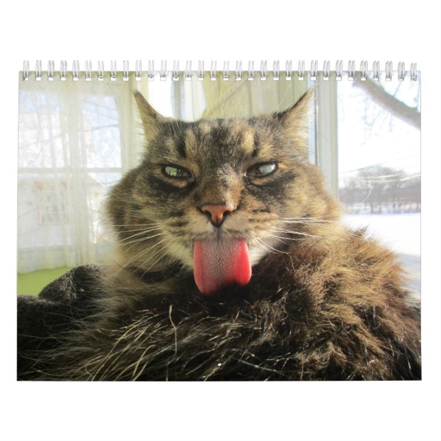 Maine Coon Kitty Cat Calendar (Cover)