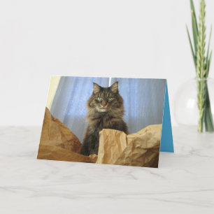 Maine Coon Kitty Cat Cute Customisable Card