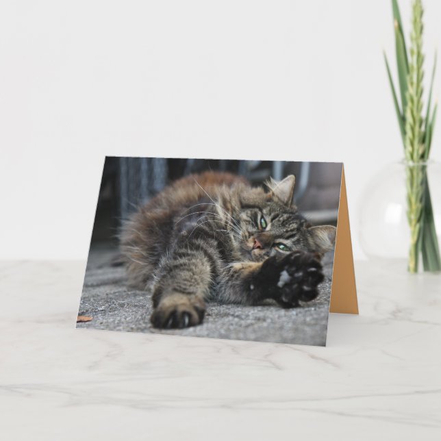 Maine Coon Kitty Cat Cute Customisable Card (Front)