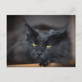 Maine Coon Kitty Cat Cute Fun Postcard