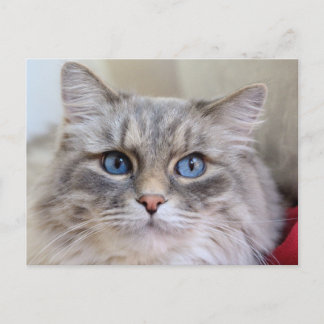 Maine Coon Kitty Cat Cute Fun Postcard