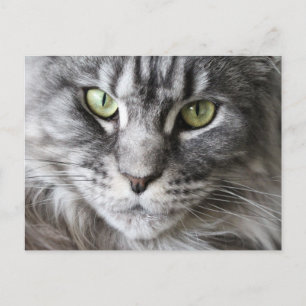 Maine Coon Kitty Cat Cute Fun Postcard