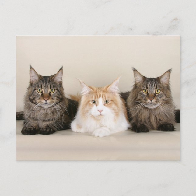 Maine Coon Kitty Cat Cute Fun Postcard (Front)