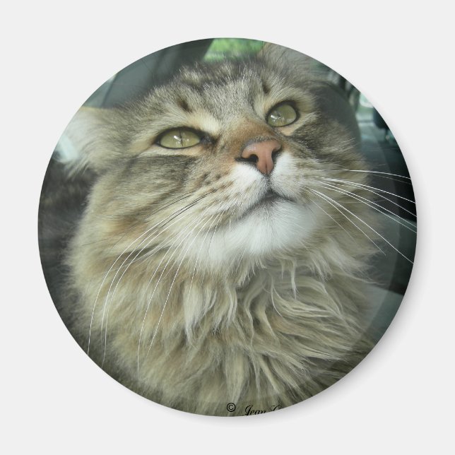 Maine Coon kitty Magnet (Front)
