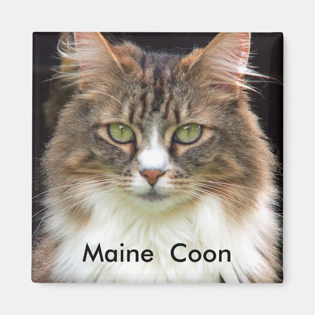Maine  Coon Magnet (Front)