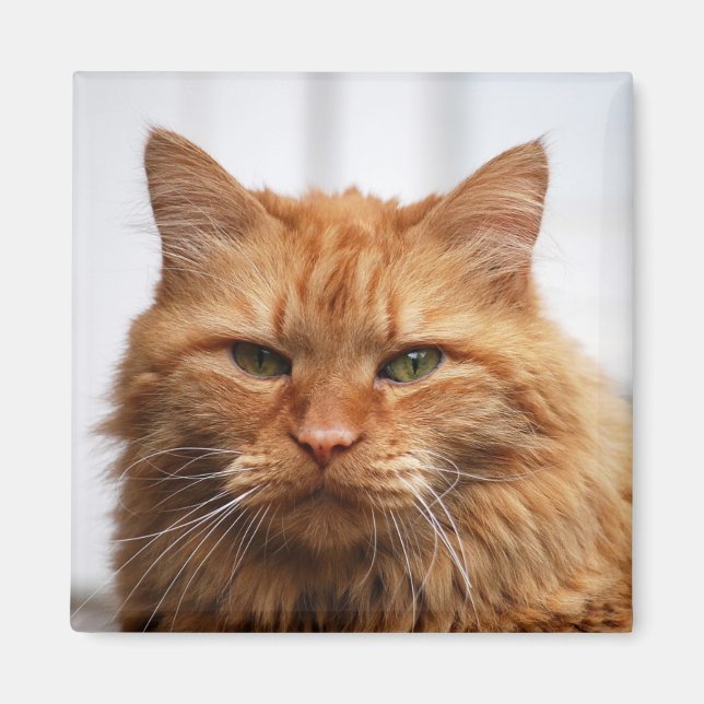 Maine Coon,  Norwegian Forest Cat Magnet (Front)
