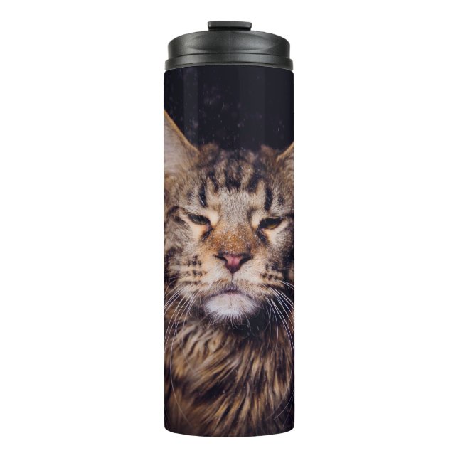 maine coon on a black background younganimal,cat,c thermal tumbler (Front)
