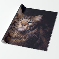 maine coon on a black background younganimal,cat,c