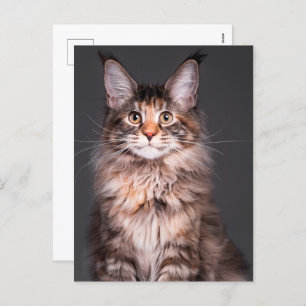 Maine Coon Portrait Holiday Postcard