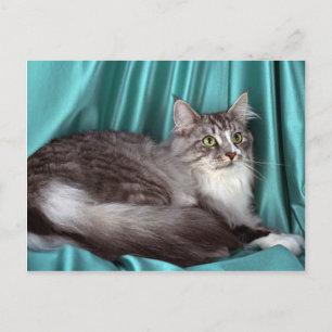 Maine Coon, silver tabby Postcard
