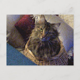 Maine Coon Tabby Cat Postcard