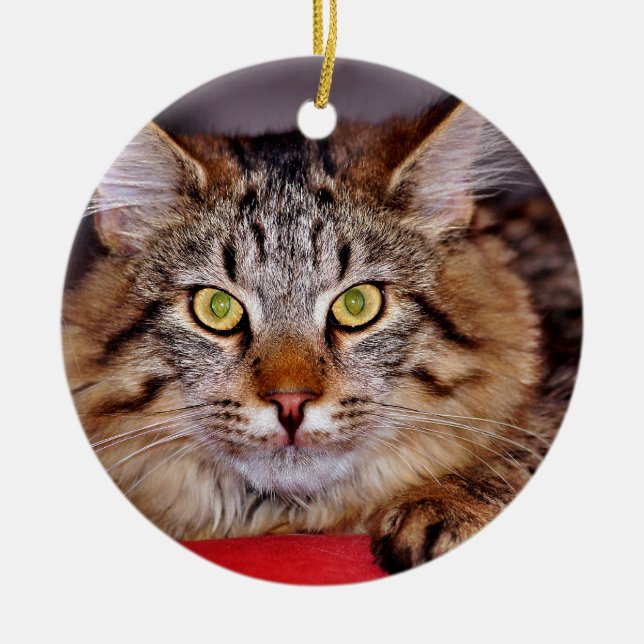 Maine-Coone Cat Ceramic Tree Decoration (Front)
