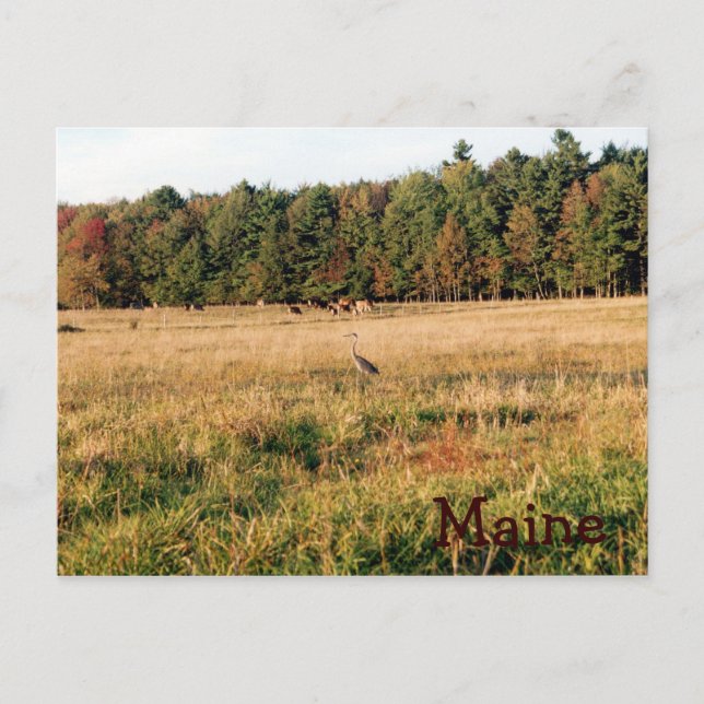Maine Countryside Postcard (Front)