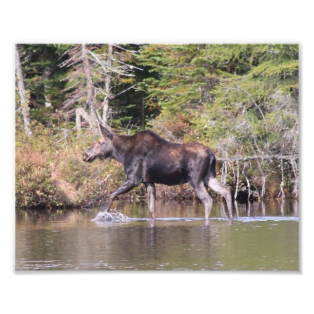 Maine Cow Moose Photo Print (Front)