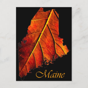 Maine Fall Photo Foliage   Maine Autumn Foliage Postcard