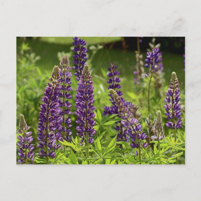 Maine flowers postcard (Front)